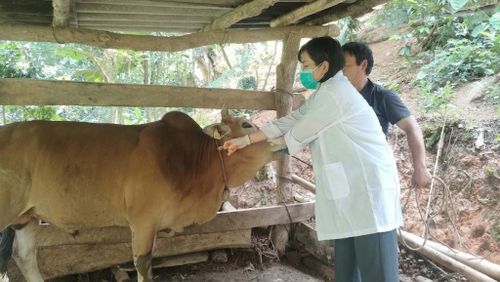 Cơ quan chuyên môn tổ chức tiêm phòng vắc xin bao vây ổ dịch tại xã Thanh Long.