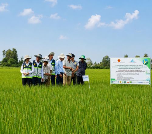 An Giang tập trung nhân rộng mô hình sản xuất lúa chất lượng cao, phát thải thấp, đến nay đã đạt trên 150.000 ha/vụ, với sản lượng lúa thương phẩm đạt hơn 1,2 tiệu tấn. Ảnh: Trung Chánh.