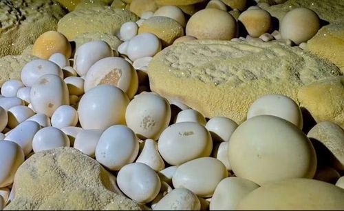 Ngọc động trong hang mới phát hiện ở Vườn quốc gia Phong Nha-Kẻ Bàng.