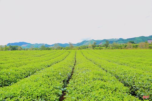 Nông trường chè công nghiệp liên kết với Xí nghiệp Chè 20/4 tại thôn Hương Trà (xã Hương Đô) có diện tích khoảng 150 ha. Bên cạnh việc mang lại nguồn thu nhập ổn định cho khoảng 300 hộ dân địa phương, những đồi chè còn tạo nên không gian sinh thái đặc trưng, góp phần hình thành vẻ đẹp riêng của vùng đất miền núi phía tây Hà Tĩnh.