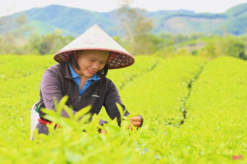 "Thời điểm chè lên búp non, cả đồi chè được phủ một màu xanh mơn mởn, tạo nên cảnh quan đặc trưng của Hương Đô, thu hút nhiều người đến tham quan, chụp ảnh, trải nghiệm. Các đồi chè đều mở cửa miễn phí. Mỗi khi thấy đông du khách ghé thăm, chúng tôi rất vui vì hình ảnh quê hương ngày càng được nhiều người biết đến, chị Nguyễn Thị Lưu - công nhân Xí nghiệp Chè 20/4 chia sẻ.