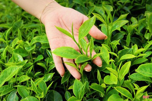 Chị Trần Huyền Trang (xã Hương Đô) cho biết: "Đồi chè mùa này rất đẹp, không gian thoáng đãng, xanh mát nên mỗi lần đến đây chụp ảnh tôi đều có cảm giác rất thư thái. Chỉ cần chọn một góc phù hợp là đã có những bức hình đẹp. Tôi mong nhiều người sẽ biết đến đồi chè Hương Đô hơn để vừa tham quan, trải nghiệm, vừa góp phần quảng bá vẻ đẹp của quê hương"