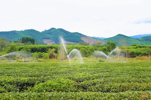 Theo các công nhân của Xí nghiệp Chè 20/4, những đồi chè tại đây được trồng từ khoảng năm 2000. Nhờ được chăm sóc, cắt tỉa và cải tạo thường xuyên nên cây chè phát triển xanh tốt.