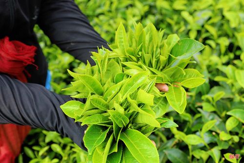 Vào mùa hè, trung bình cứ 25–30 ngày, người dân và công nhân Xí nghiệp Chè 20/4 lại tiến hành thu hái một lứa chè.