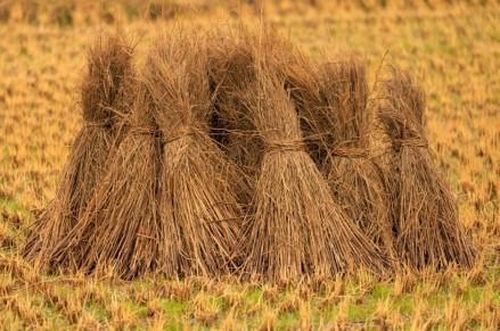 Việt Nam phát sinh khoảng 70 triệu tấn rơm rạ và phụ phẩm trồng trọt mỗi năm. Ảnh: Shutterstock
