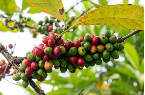 Không chỉ chịu nhiệt tốt, giống cà phê Liberica còn gây ấn tượng với hương vị nhiệt đới đặc trưng của mít và xoài. Ảnh: Shutterstock