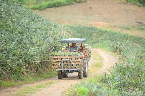 Cùng với xe máy, nhiều phương tiện cơ giới được đưa vào để vận chuyển dứa từ nương xuống đường lớn.