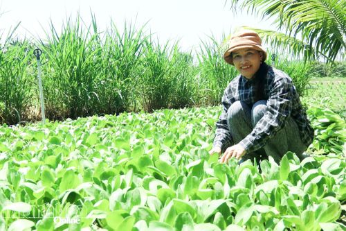 Bà Trần Thị Hiền thu hoạch rau trong vườn nhà.