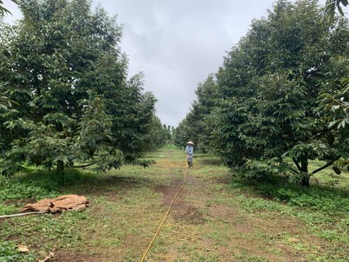 Diện tích sầu riêng toàn khu vực phía tây Lâm Đồng hiện khoảng 13.000 ha, tăng trên 1.000 ha so với năm 2024