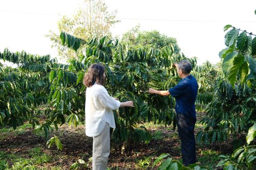 Nhiều địa phương cũng đang nhân rộng mô hình xen canh giữa cà phê với hồ tiêu hoặc sầu riêng nhằm nâng cao hiệu quả sử dụng đất