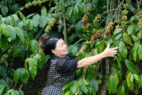 Cà phê là loại cây trồng mang lại hiệu quả kinh tế cao cho người dân các xã Đam Rông
