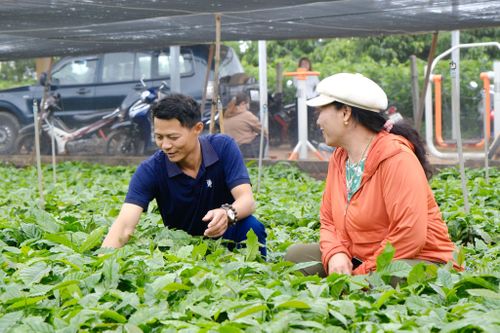 70% diện tích tái canh sử dụng giống cà phê của tỉnh Lâm Đồng đạt chuẩn được Bộ Nông nghiệp và Môi trường công nhận