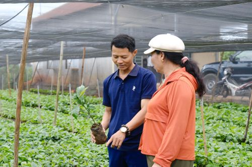 Giá cây giống hiện dao động từ 15.000 - 25.000 đồng/cây đối với cà phê ghép nhưng vẫn tiêu thụ rất tốt do nhu cầu cao