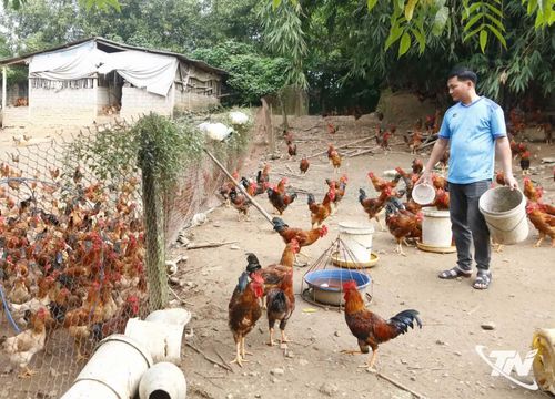 Xã Tân Khánh phát triển mạnh về chăn nuôi, mang lại hiệu quả kinh tế cao cho người dân.