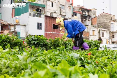 Theo một công nhân tại công trường, khu vực này sẽ được trồng khoảng 8-9 chủng loại cây và hoa, gồm tường vi, lan tây, dâm bụt vàng, dâm bụt đỏ... Hạng mục cây xanh dự kiến hoàn thành trong ngày 2/7.