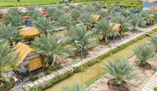Vườn chà là của anh Hòa ở phường Hồng Ngự, tỉnh Đồng Tháp