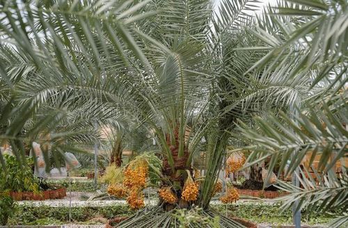 Những gốc chà là vàng đang cho trái trong vườn của anh Hòa
