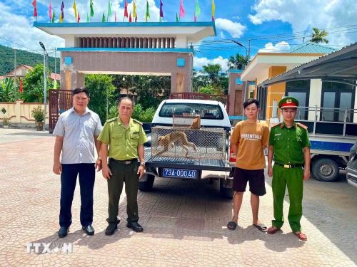 Công an xã Tuyên Phú phối hợp với Ủy ban nhân dân xã và Trạm Kiểm lâm Mai Hóa tiếp nhận 1 cá thể cu li (Nycticebus) nặng khoảng 1 kg do người dân giao nộp. (Ảnh: TTXVN phát)
