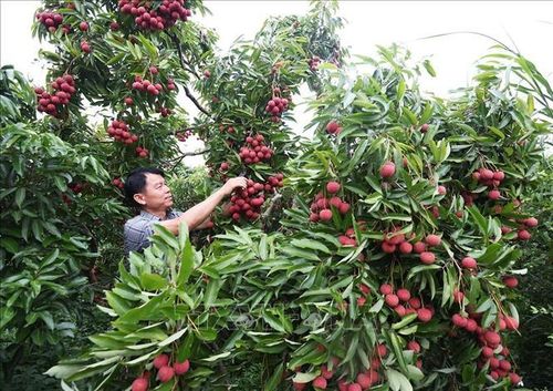 Hộ dân Trần Văn Hùng, thôn Trão, xã Lục Ngạn, tỉnh Bắc Ninh có diện tích 1,5ha trồng vải thiều. Ảnh: Vũ Sinh/TTXVN