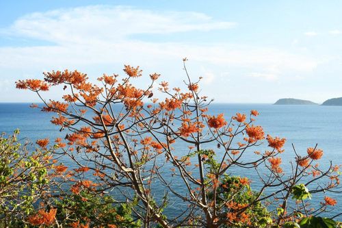Mỗi khi hè đến, ngô đồng lại trổ hoa đỏ rực. Ảnh: Hồng Việt