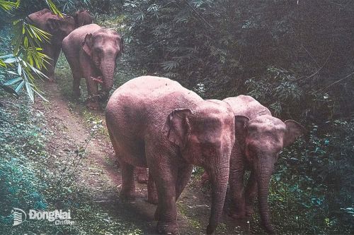 Đồng Nai có từ 30-32 cá thể voi rừng. Ảnh: tư liệu