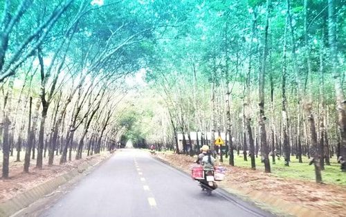 Đường vào làng Triêl (xã Ia Pnôn) dưới tán rừng cao su xanh mát. Ảnh: N.S