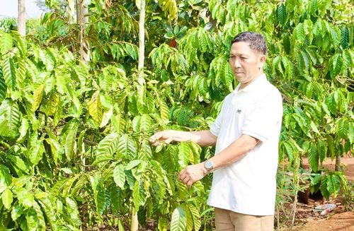 Ông Ksor Yôp - Bí thư chi bộ, Trưởng thôn Kol chăm sóc vườn cà phê của gia đình. Ảnh: M.C