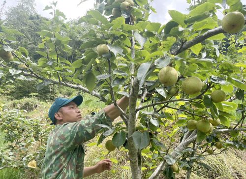 Vườn lê của ông Thào Seo Lìn cho năng suất ổn định, trở thành nguồn thu nhập chính của gia đình.