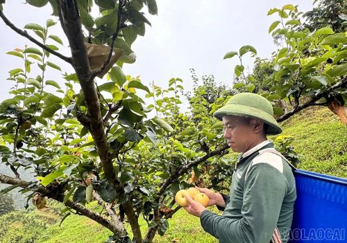 Những vườn lê bước vào vụ thu hoạch mang lại nguồn thu nhập ổn định cho người dân Pha Long.