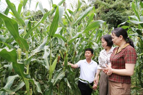 Mô hình trồng ngô ngọt mở ra hướng nâng cao thu nhập cho người dân vùng cao Pha Long.