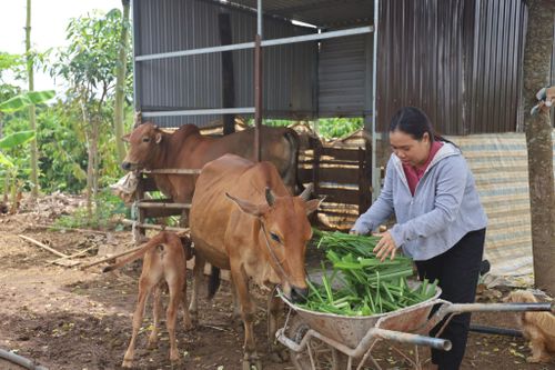 Từ vốn vay hỗ trợ, chị H'Banh BKrong mua 2 con bò và hiện nay đã sinh được một con bê con.