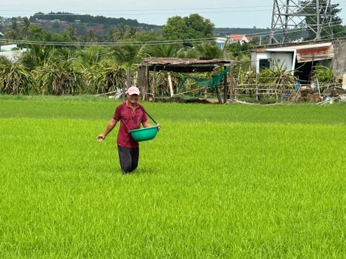 Nông dân Lâm Đồng chăm sóc lúa hè thu