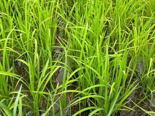 Lúa gieo gần 30 ngày đang phát triển tốt