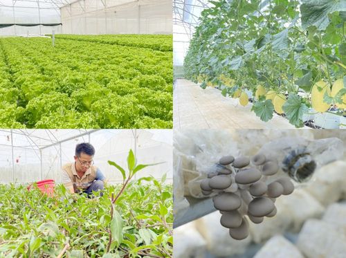 Một số mô hình nông nghiệp công nghệ cao đang được trồng tại Trung tâm