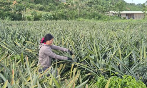 Chị Nguyễn Thị Thu Hảo, xã Tân Lập chăm sóc diện tích dứa xen canh cây cà phê vối tại trang trại của gia đình - Ảnh: M.L
