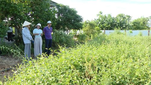 Hợp tác xã Cự Nẫm liên kết với 50 hộ dân trồng cây dược liệu - Ảnh: Đ.H