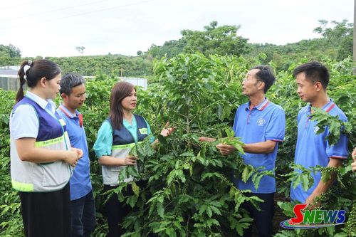 Cán bộ Trung tâm Khuyến nông và Chuyển đổi số và HTX Cà phê Bích Thao trao đổi ứng dụng tiến bộ kỹ thuật và chuyển đổi số vào sản xuất cà phê.