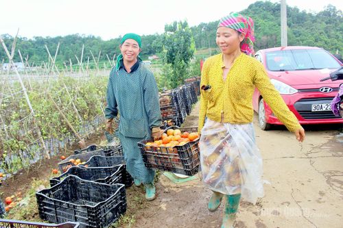 Những sọt cà chua đầy ắp nối nhau rời ruộng, mang theo niềm vui được mùa của người dân thôn Quyết Tiến.