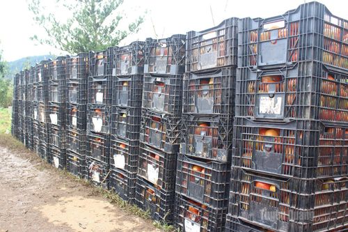 Những sọt cà chua đầy ắp được tập kết, sẵn sàng đưa đến các điểm tiêu thụ, khép lại một vụ mùa thắng lợi của người nông dân.
