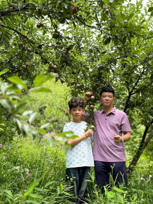 Du khách trải nghiệm hái mận tại một nhà vườn, tận hưởng không gian sinh thái và khám phá nét đẹp của du lịch nông nghiệp gắn với văn hóa bản địa. Ảnh: Đức Quân