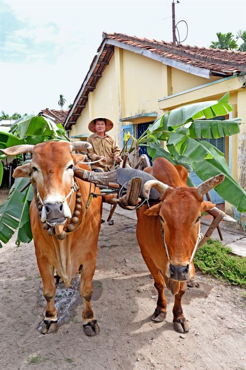 Đôi bò kéo cuối cùng và chiếc xe bò 70 năm của 18 Thôn vườn trầu ở nhà Út Chấp năm 2016