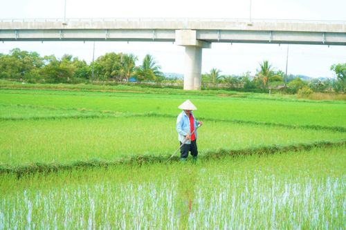 Người dân thôn Mỹ Lại đang chăm sóc, lấy nước vào ruộng lúa. Ảnh: TT.