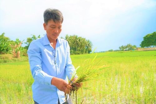 Ông Lâm Thành Hân chỉ lúa bị nhiễm mặn vàng héo chết dần. Ảnh: CĐ.