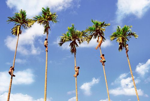 Học sinh ở khu Mười Tám Thôn Vườn Trầu tự trèo cau biểu diễn trước ống kính của nhiếp ảnh gia Tam Thái năm 1991.