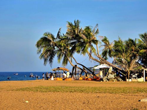  Những hàng dừa xanh mát nằm bên bờ biển 