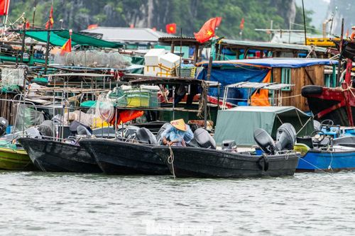 Ngư dân tranh thủ thả neo và buộc lại các thuyền sát với nhau tránh hư hỏng do va đập.