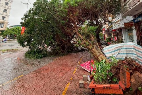 Gió quật bật gốc nhiều cây ở vỉa hè tại Móng Cái dù bão chưa đổ bộ. Ảnh: Đ.X