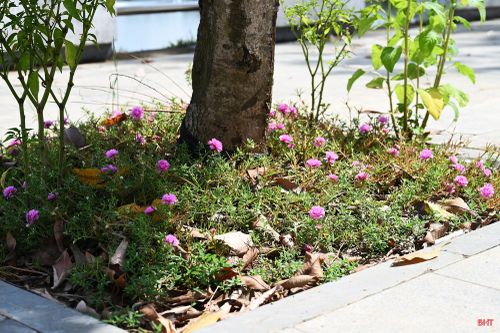 Nhiều hộ dân còn trồng thêm hoa dưới các gốc cây lớn, góp phần tạo điểm nhấn cho không gian ven hồ.