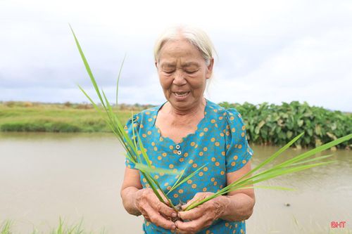 Cùng với việc đảm bảo nguồn nước, bà con cũng đặc biệt chú trọng đến việc theo dõi sâu bệnh. Bởi, thời tiết chuyển từ nắng hạn sang mưa ẩm là điều kiện rất thuận lợi cho các loại sâu bệnh hại phát triển.