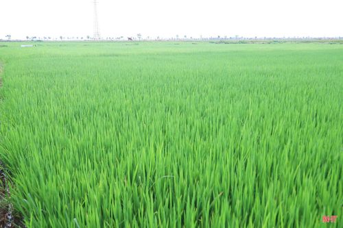 Từ ngày 3/7 đến nay, do chịu ảnh hưởng của dải hội tụ nhiệt đới kết hợp hoàn lưu xa của bão, thời tiết trên địa bàn toàn tỉnh chuyển nhiều mây, có mưa rào và dông rải rác, cục bộ có nhiều nơi mưa vừa đến mưa to. Nhiệt độ giảm rõ rệt, phổ biến dưới ngưỡng nắng nóng (dưới 35°C), thời tiết dịu mát.